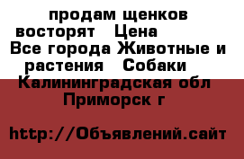 продам щенков восторят › Цена ­ 7 000 - Все города Животные и растения » Собаки   . Калининградская обл.,Приморск г.